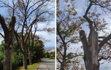 Letité stromy půjdou k zemi. Proschlé javory ustoupí lípám