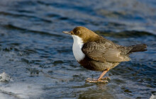 Kde hnízdí a co je ohrožuje? V Jeseníkách poprvé sčítají skorce