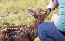 Dávají zraněným zvířatům další šanci. Kraj podpoří záchranné stanice