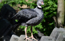 Nová mláďata u křiklounů. Zoo vítá dvě čáje obojkové