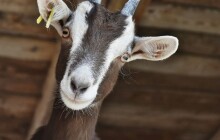 Kozy na útěku. Městští strážníci řešili v Olomouci uprchlá zvířata