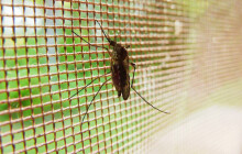 Olomouc bojuje proti komárům a potkanům. Za preventivní opatření zaplatí desítky tisíc