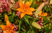 SOUTĚŽ: Jarní Flora vezme návštěvníky do Galaxie květin. Vyhrajte vstupenky