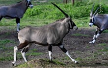 Oryxové už jsou venku. Pro olomouckou zoo jsou vlajkovým druhem