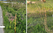 Traktor jim rozjezdil oplocení pro ovce. Farmáři z Chválkovic počítají škody