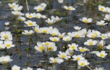 Lakušníky rostou o měsíc dříve. Z naší přírody postupně mizí