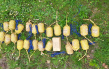 Doma našel přes dvacet granátů, tak je přinesl na policii. Byly funkční