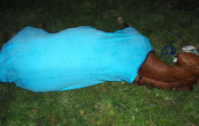 Sražený kůň ve Velkých Losinách. Veterinářka ho musela po střetu s&nbsp;vozidlem utratit