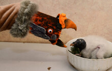 Úspěch po 14 letech. Zoo přivítala mládě kondora královského