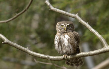 Sčítání sov v&nbsp;Jeseníkách. Nedaleko dobrovolníků se ozvali i vlci
