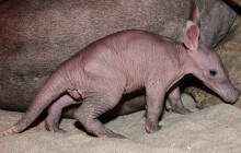 Další úspěch na Svatém Kopečku. V&nbsp;zoo se narodilo mládě hrabáče