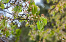 Pusa pod rozkvetlou třešní? Podle meteorologů ji letos nenajdete ani na horách