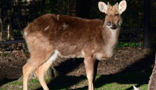 Vzácného jelena barasingu uvidíte i v Zoo Olomouc