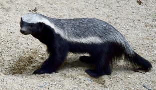Olomoucká zoo hlásí vzácný přírůstek. Návštěvníci teď mohou vidět nečekané mládě