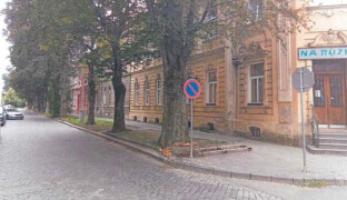 Prostějov nechá pokácet dva vzrostlé stromy. Kvůli houbě hrozí jejich pád