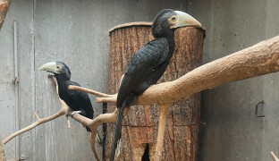 Po letech slaví Olomouc úspěch. Vylíhla se mláďata vzácných zoborožců