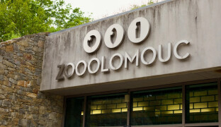 Sobí stádo z Olomouce se rozrůstá. Zoo láká i neslyšící návštěvníky