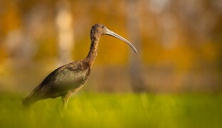 Vzácného ibise hnědého viděli i v Tovačově. Ornitologové řeší i záhadný úhyn