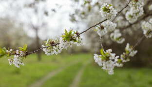 Třešňový sad ve Šternberku znovu ožívá. V pátek proběhne unikátní vernisáž a koncert