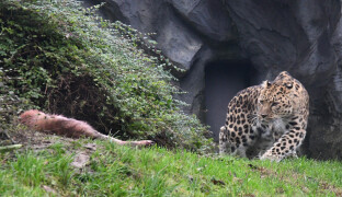 Do Olomouce dorazil nový samec levharta mandžuského. Chovatelé věří v narození mláďat
