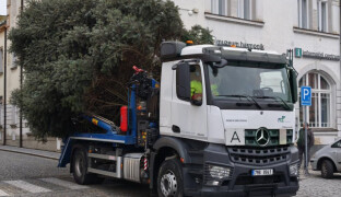 Litovelský strom čeká na jméno. U olomouckého rozhodly místní děti