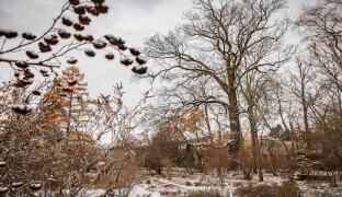 Má 130 let a dostal státní ochranu. Univerzita má první památný strom