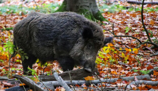 Divočáci se přibližují k domům. V kraji se řeší rostoucí populaci prasat