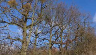 Hostitelské stromy může ochmet zahubit. A co teprve jmelí