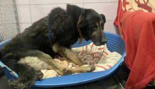 Sbírka Den zvířat míří k rekordu. Pomáhá útulkům napříč republikou