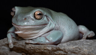 Rosnice i leguáni. V olomoucké zoo se jim daří