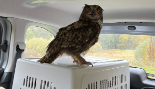 Zima je pro zvířata zkouškou. Záchranná stanice na Šumpersku řeší srážky i nalezené netopýry