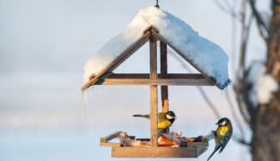 V zimě je dobré přilepšit ptákům. Víte, jak správně krmit?