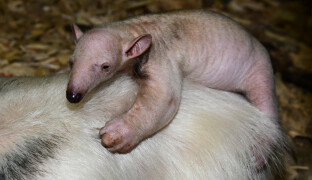 Poslední mládě roku? Vyhrál mravenečník