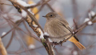 Mrazy rozhýbaly ptačí svět. Jedni mizí na jih, druzí k nám přilétají ze severu