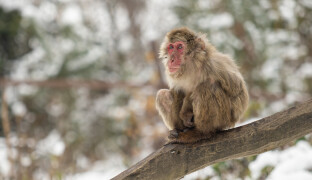 Respektovaná do posledního dne. Olomoucká zoo přišla o nejstarší samici makaka Babču
