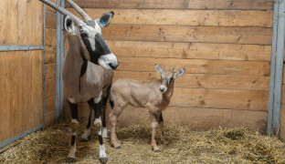Kdo vyhrál první mládě roku v olomoucké zoo? Tradiční boj o prvenství už má vítěze