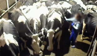 VIDEO: Bití krav a vláčení po zemi. Aktivisté zveřejnili záběry z farem dodávajících Olmě