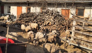 Podvyživené ovce, uhynulá jehňata. Chovatel na Olomoucku několik let týral ovce