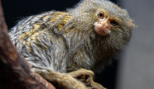 Dvojčata nejmenších opic jsou na světě