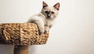 Kočky všude kolem. Kočičí kavárnu můžete navštívit i v Olomouci