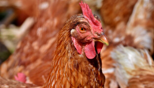 Město varuje: v regionu se objevila ptačí chřipka