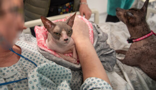 Psi a kočky jako terapeuti. Návštěva ve fakultce rozdávala radost