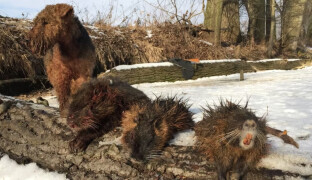 Ryby mizí po tisících. Kromě nutrií město bojuje i s kormorány