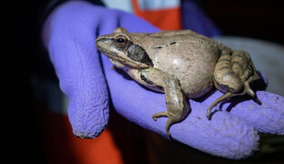 Žábám budou pomáhat studenti i jiní dobrovolníci. Přes kritické úseky je budou přenášet