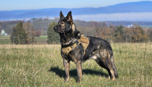Vloupání a desetitisícové škody. Šumperské zloděje odhalil pes Adin, hrozí jim vězení