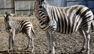 Po devíti letech nové mládě. Olomoucká zoo hlásí přírůstek zebry