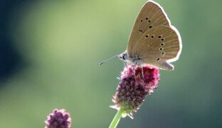 Pozemky v Kojetíně získali ochránci přírody. Pomůžou chránit vzácného motýla