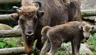 Zubři z Olomouce pomáhají obnovit přírodu na Kavkaze. Klíčová je genetika i spolupráce, říká Pluháček