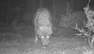 Otrava se neprokázala. Policie případ čtyř mrtvých vlků na Jesenicku odložila