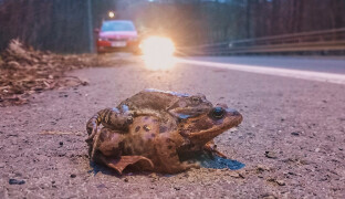 Začala migrace žab. Dejte pozor na silnicích, nejsilnější je v noci